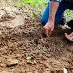 Halvetic czy Roundup