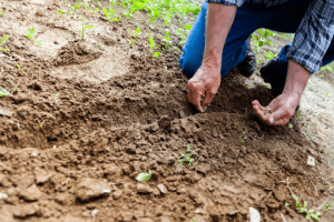 Halvetic czy Roundup